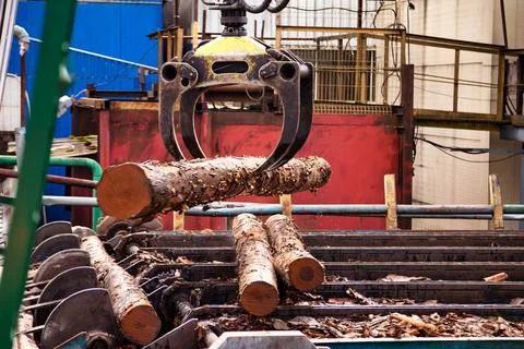 Harvester log loader lifting up logs from hot water in plywood mill Stock-Fotos