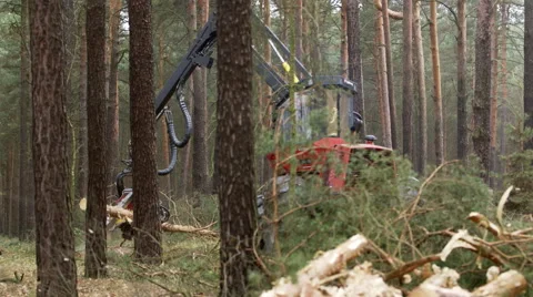 Harvester Machine Fell a Pine Tree and Cut it into Pieces Видео 60443733