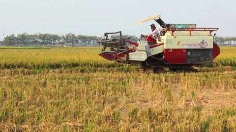 Harvester machine to harvest rice fields Stockbeeldmateriaal 250259687