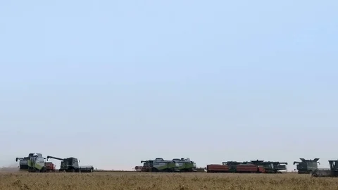 Harvester machine to harvest wheat field working. Combine harvester agriculture Stock Footage 75070361