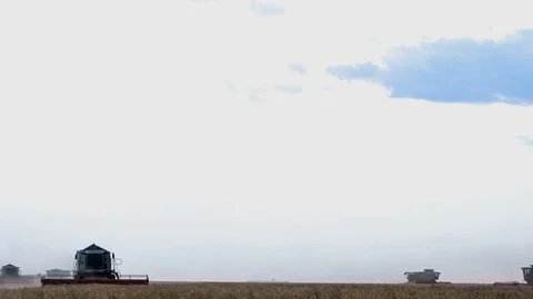 Harvester machine to harvest wheat field working. Combine harvester agriculture Vídeo Stock 75070632