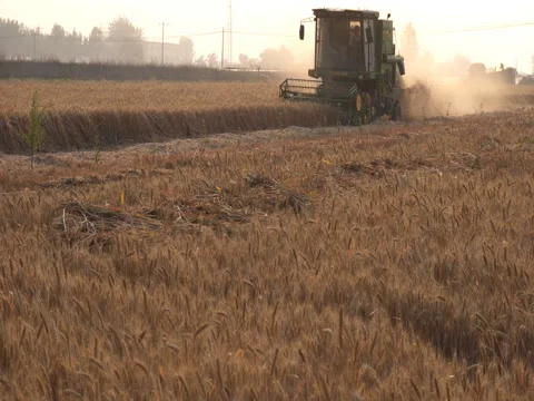 Harvester Machine To Harvest Wheat Field Working Stock Footage