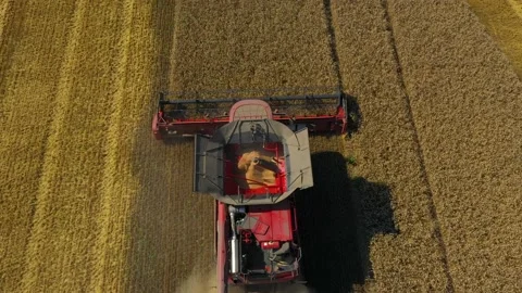 Harvester machine to harvest wheat field working Stock Footage 176723091