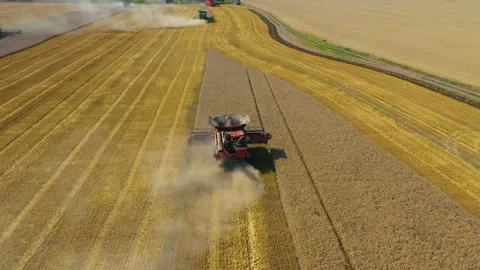Harvester machine to harvest wheat field working. Combine harvester agriculture Stock Footage 194671024