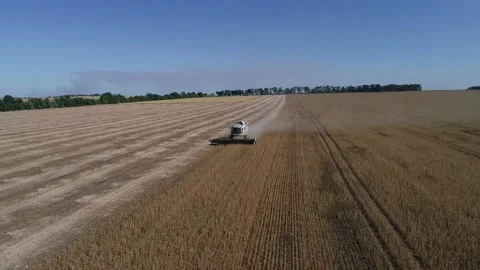 Harvester machine to harvest wheat field working. Stock Footage 210216868