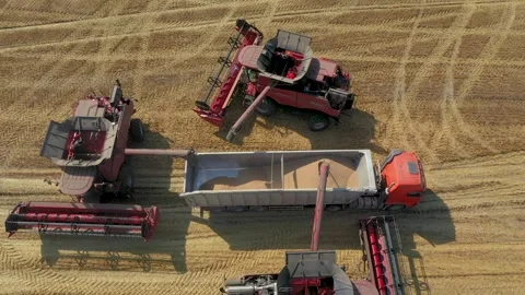 Harvester machine to harvest wheat field working. Combine harvester agriculture Stock Footage 242326992