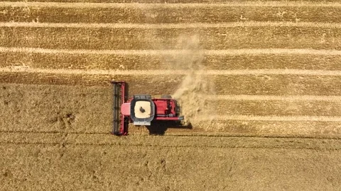 Harvester machine to harvest wheat field working. Combine harvester agriculture Stock Footage 248027882