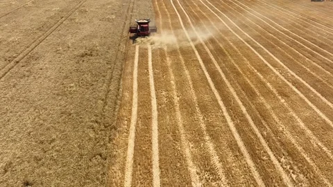 Harvester machine to harvest wheat field working. Combine harvester agriculture Stock Footage 264877812