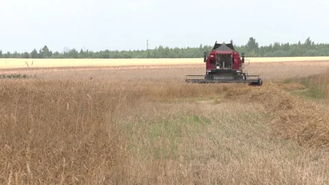 Harvester machine for harvesting wheat of field workers. Video stock 163632608