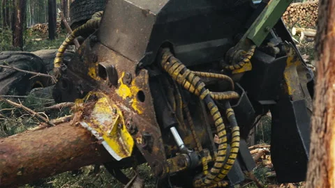Harvester Machine Processing Pine Tree With Industrial Crane Saw Eqipment Stock Footage 253878136