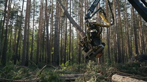 Harvester machine removing the trees as ... | Stock Video | Pond5