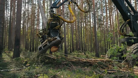 Harvester Machine Using Industrial Crane To Process Tree Into Lumber Material Stock Footage 201827192