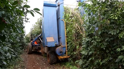 Harvester machine working on coffee beans farm harvest in Brazil. Stock Footage 128778650