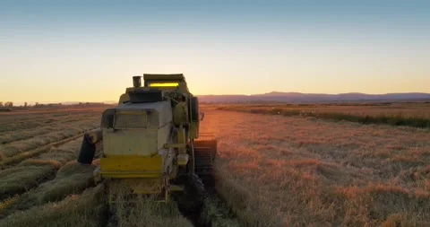 Harvester machine working in field . Combine harvester agriculture machine ha Stock Footage 233011143