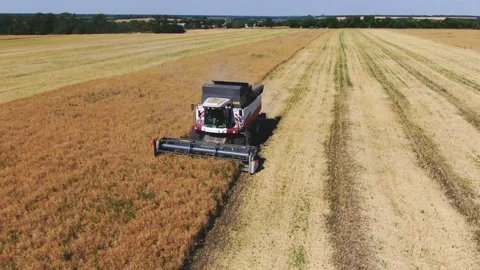 Harvester mows rape in Ukraine, drone rape cleanig Stock Footage 134904971