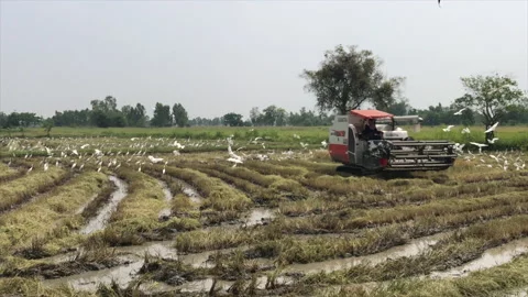 Harvester paddy machine on paddy field harvesting Stock Footage 157548585