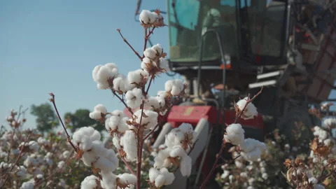 Harvester picks cotton in the field Stock Footage 161908480