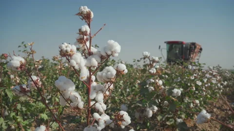 Harvester picks cotton in the field Stock Footage 161910185