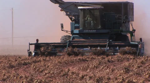 Harvester picks up peanuts from the ground Stock Footage 32287318