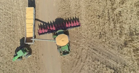 Harvester pouring its load of maize corn into trailer emptying its reservoir Stock Footage 111398044