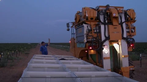 Harvester pulls up beside receiving bins and dumps grapes, 4K. Stock Footage 79813744