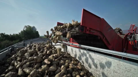 Harvester putting beets on trailer Stock Footage 42762042