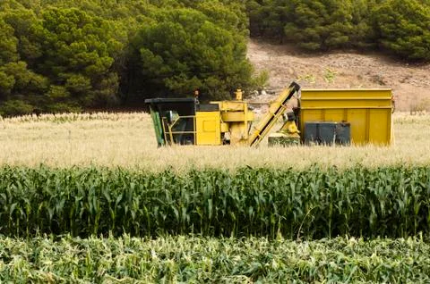 Harvester reaps corn Fotos de archivo
