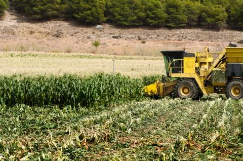 Harvester reaps corn Stock Photos