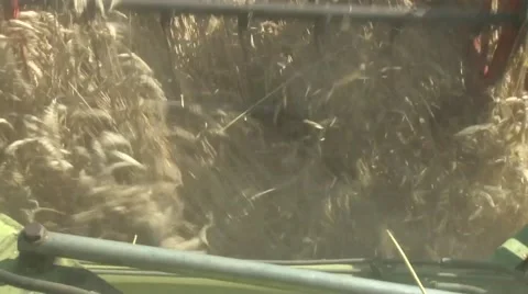 Harvester reaps wheat Stock Footage 54611221