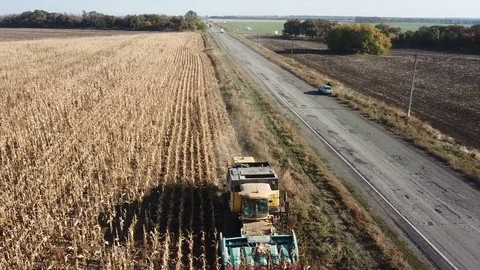 Harvester removes corn in the field Vidéo 83149452