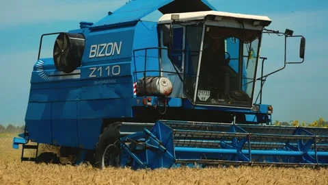 The harvester rides through the field, mows the wheat crop. Wheat harvesting in Stock Footage 247019652