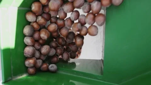 Harvester separator machine separate the hazelnuts crop from stones and rocks Stock Footage 235255233