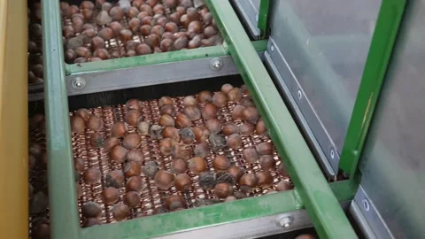 Harvester separator machine separate the hazelnuts crop from stones and rocks Stock Footage 237028507