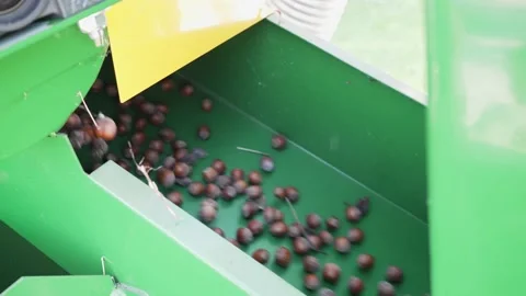 Harvester separator machine separate the hazelnuts crop from stones and rocks Stock Footage 237028522