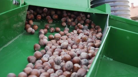 Harvester separator machine separate the hazelnuts crop from stones and rocks Stock Footage 240186127