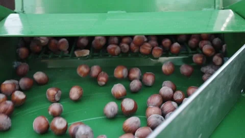 Harvester separator machine separate the hazelnuts crop from stones and rocks Stock Footage 240186154
