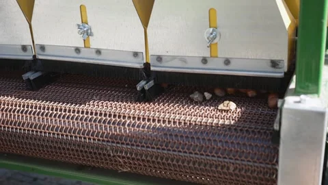 Harvester separator machine separate the hazelnuts crop from stones and rocks Stock Footage 250171649