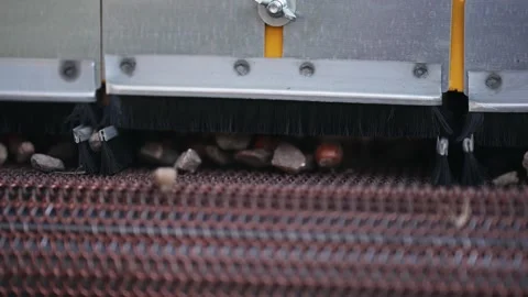 Harvester separator machine separate the hazelnuts crop from stones and rocks Stock Footage 250171724