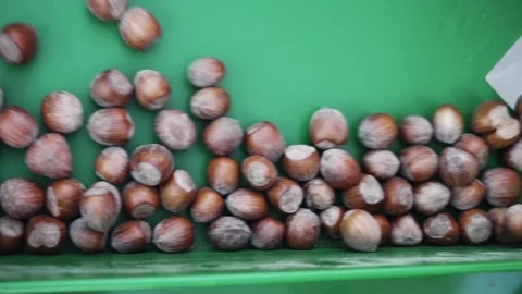 Harvester separator machine separate the hazelnuts crop from stones and rocks Stock Footage 250367591