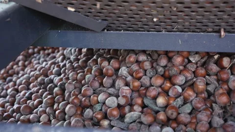 Harvester separator machine separate the hazelnuts crop from stones and rocks Stock Footage 325616396