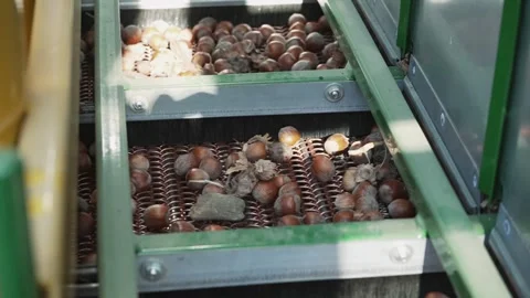 Harvester separator machine separate the hazelnuts crop from stones and rocks Stock Footage 325616439