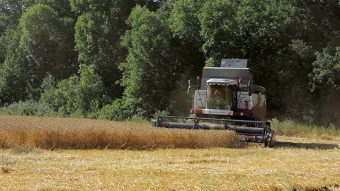 Harvester threshing wheat in a field. Stock Footage 102169610
