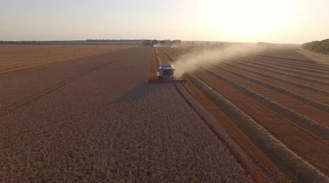 Harvester threshing wheat at sunset Stock Footage 65249901