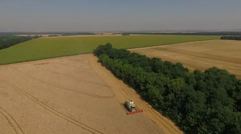 Harvester threshing wheat top view Stock Footage 65247184