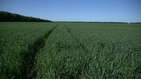 Harvester tracks on grass in the field Stock Footage 132813700