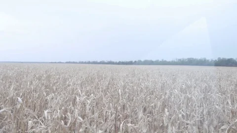 Harvester travels through the corn field Stock Footage 74305953