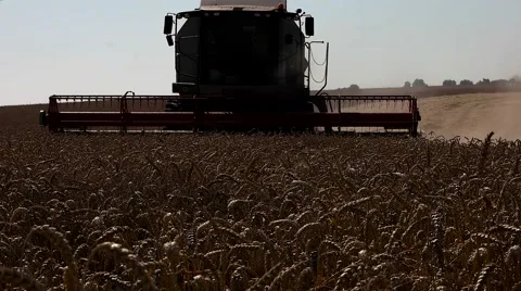 Harvester treshing wheat field view Stock Footage 65218045