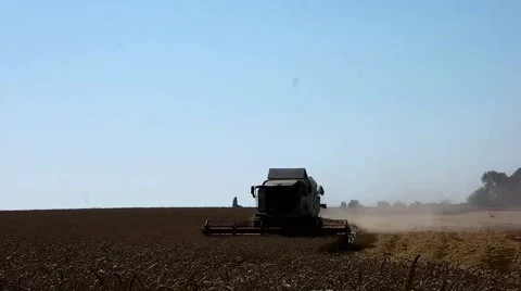 Harvester treshing wheat front view Stock Footage 65218008