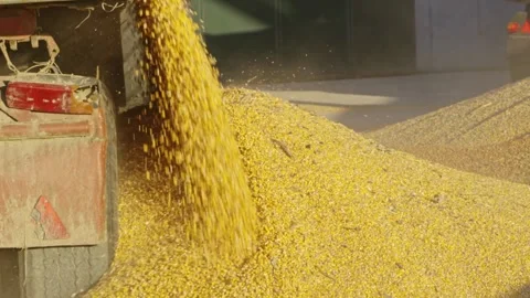 Harvester Unloading Corn Grains into Semi Trailer on Field under Orange Sky a Stock Footage 270465324