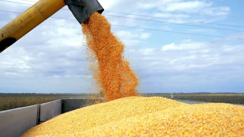 Harvester Unloading Corn Grains into Semi Trailer on Field under Orange Sky a Stock Footage 270465929